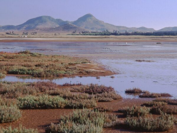 La Marina del Carmolí en el Mar Menor, Murcia. SEO/BirdLife