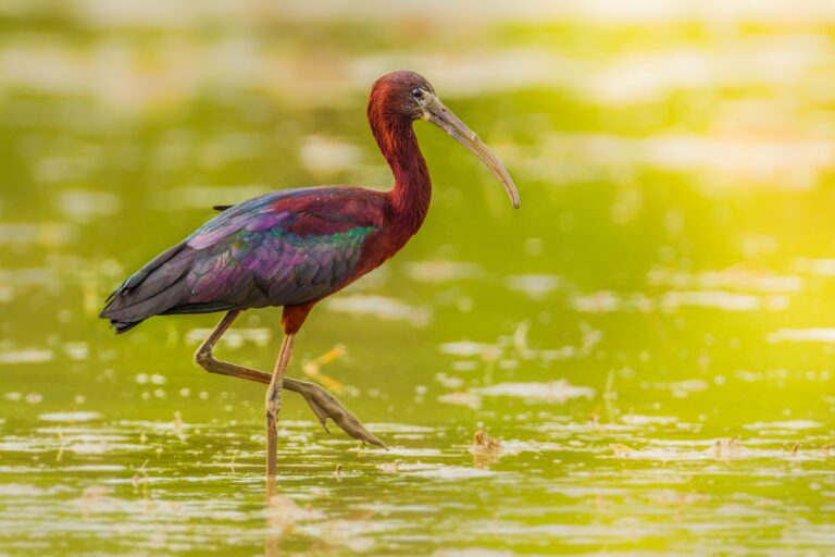 Morito Común. ©Shutterstock