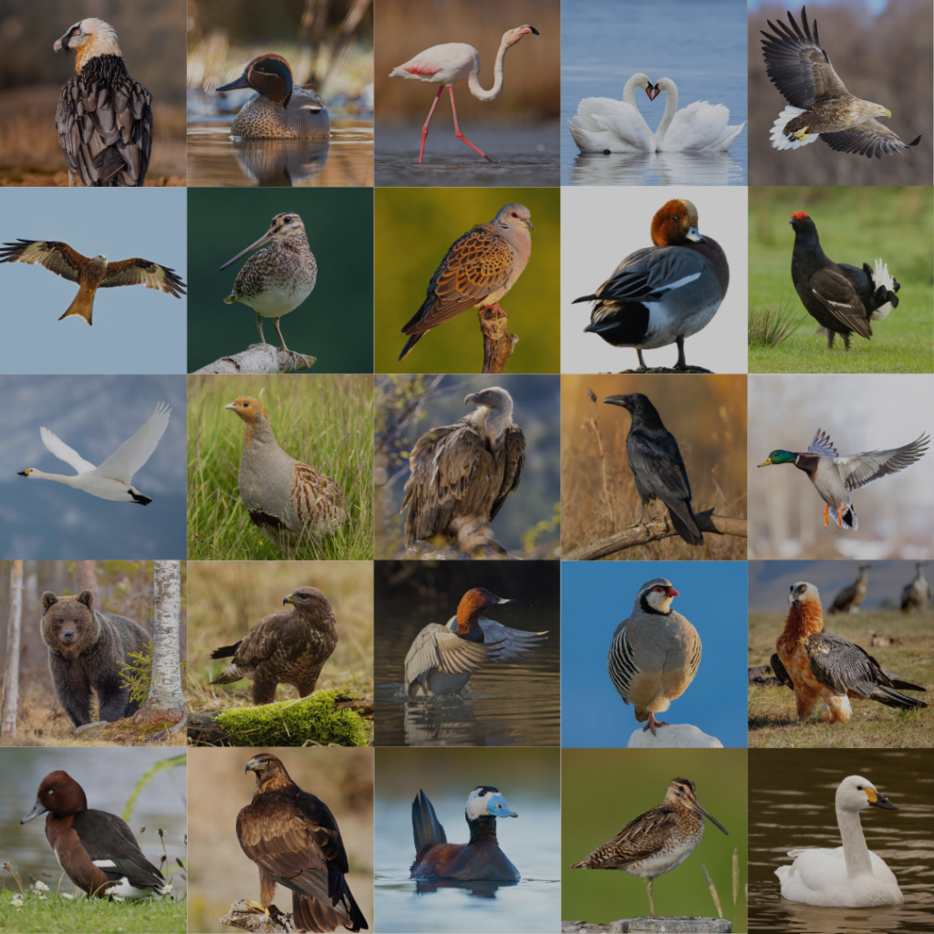 BirdLife International - ©BirdLife