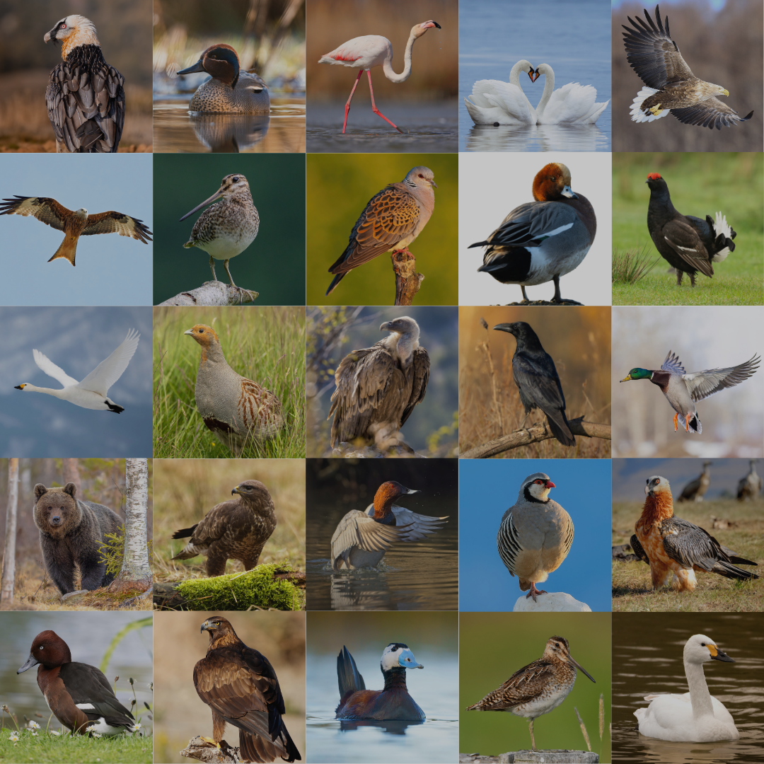 BirdLife International - ©BirdLife
